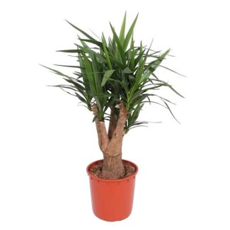 Kamerplant Spaanse Bajonet | woestijnachtige plant vertakt - 140 cm - ø34 cm