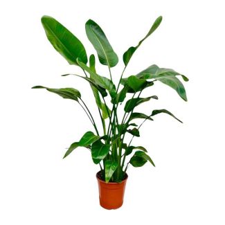 Groenblijvende kamerplant met meerdere stammen Strelitzia Nicolai - 1,5 meter hoog - Ø21 cm