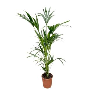 Kentia Palm binnen - 160cm - Ø24 - een Sterke kamerpalm - Niet giftige kamerplant