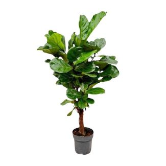 Vertakte variant van de kamerplant Ficus Lyrata, 1.5 meter hoog, ø24