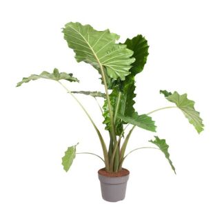 Kamerplant Olifantsoor - luchtzuiverende Alocasia Portodora - 150 cm - ø32