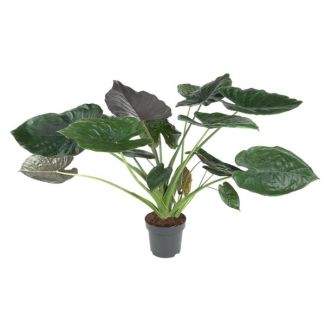 Olifantsoor binnen (Alocasia Wentii) 120 cm - ø32 | luchtzuiverend en tropische sfeer