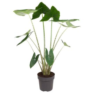 Zebraplant binnen | Kamerplant met zebrapatroon | Alocasia Zebrina - 130 cm hoog - ø32