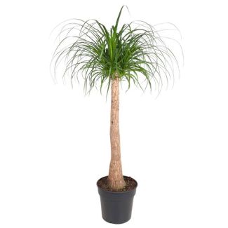 Flessenboom (Beaucarnea stam) kamerplant schaduw/ half-schaduw - 130 cm - ø32