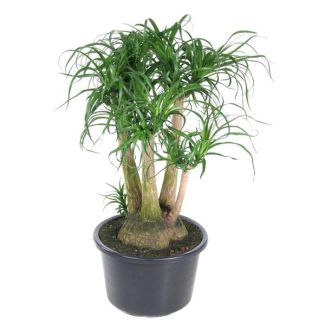 Vertakte flessenboom (Beaucarnea) - 110 cm - ø41- Veilig voor huisdieren - Brede kamerplant