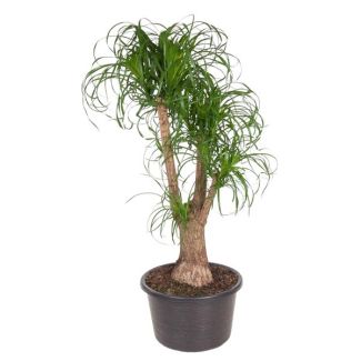 Niet giftige kamerplant Beaucarnea, ca. 130 cm hoog, ø44 cm