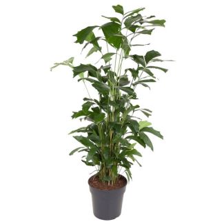 Caryota Mitis Kamerplant Schaduw /half-schaduw - 160 cm - ø31 cm