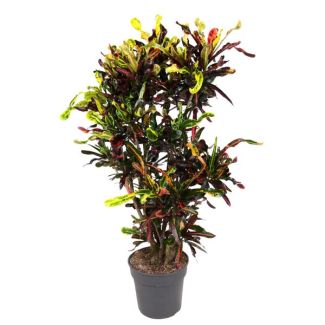 Krokodillentranenplant (Codiaeum Mammi) binnen | opvallende kamerplant kleurrijk - 120 cm hoog - ø31