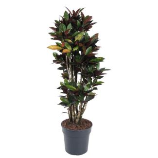 Codiaeum Mrc Iceton vertakt - 140 cm - Ø31 | Tropische Croton Kamerplant