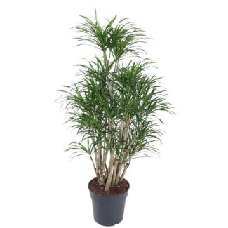 Anita Dragon Tree vertakt | Donkergroene kamerplant Dracaena Anita - 140 cm hoog - ø31