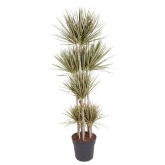 Bonte Drakenplant met groen crèmekleurige bladeren (Dracaena Bicolor Carrousel) - 180 cm - ø34 cm | luchtzuiverend