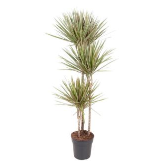 Binnenruimte Dracaena Bicolor | 150 cm hoog - ø24 cm | Woestijn sfeer