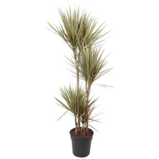 Dracaena crème en groene voor binnenruimtes - ca. 160 cm hoog - potmaat 27 cm