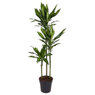 Cintho Drakenplant / Dracaena Cintho / Halfschaduw kamerplant - ca. 1.6 m hoog, potmaat 24 cm