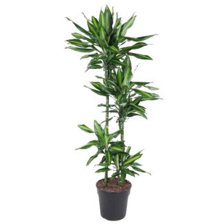 Dracaena Cintho binnen 150 cm hoog - ø27 cm| Groene uitstraling