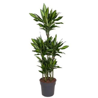 Dracaena Cintho Carrousel binnen | kamerplant met relatief weinig onderhoud - 140 cm hoog - ø31 cm