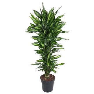 Dracaena Cintho Vertakt - 150 cm Kamerplant - Ø31 Potmaat - Luchtzuiverend en Onderhoudsvriendelijk