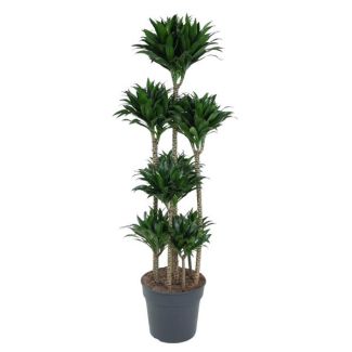 Compacte Drakenplant | Donkergroene kamerplant Dracaena Compacta Carrousel, ongeveer 160 cm hoog, ø34 cm