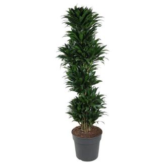 Compacte kamerplant Dracaena Compacta vertakt - 170 cm hoog - ø34 cm | Diepgroene bladeren | Compacte groeipatroon