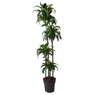 Gouden Drakenplant binnen (Dracaena Dorado) - 170 cm - ø27 cm - Halfschaduw staanplaats