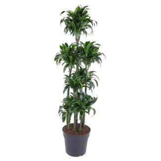 Luchtzuiverende Dracaena Dorado Carrousel 170 cm - Prachtige Gouden Drakenplant voor Binnen