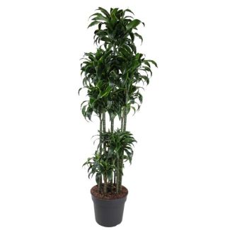 Dracaena Dorado Carrousel 200 cm - Tijdloze Schoonheid met Goudgele Bladranden