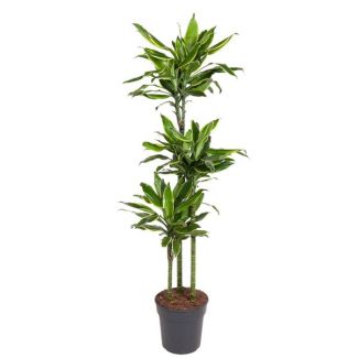 Stijlvolle Dracaena Golden Coast 160 cm – Gouden Kust Drakenplant voor Elk Interieur