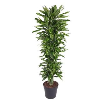 Dracaena Golden Coast vertakt - 170 cm Hoge Kamerplant met Luxueuze Gouden Randen