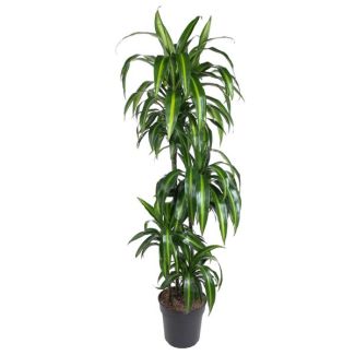 Hawaiiaanse Drakenplant (Dracaena Hawaiiana) binnen, 160 cm - ø24 cm - tropisch paradijs sfeer