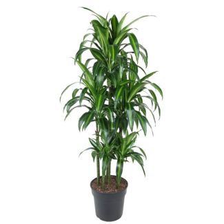 Stijlvolle Tropische Plant - Dracaena Hawaiiana Carrousel 150 cm - ø31 cm