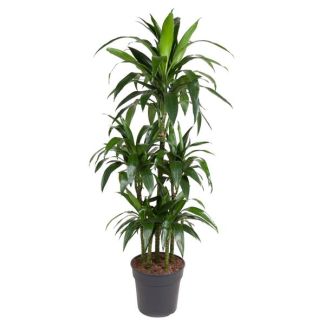 Dracaena Janet Craig 150 cm | Slanke, Onderhoudsarme Plant voor Thuis of Kantoor