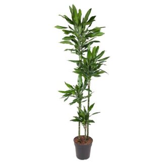 Dracaena Janet Lind 180 cm - Elegante Drakenplant voor Binnen - Ø27 - Ideaal voor Luchtzuivering en Interieurdecoratie