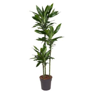 Dracaena Janet Lind - 160 cm - ø24 - De Perfecte Groene Aanvulling voor Iedere Binnenruimte