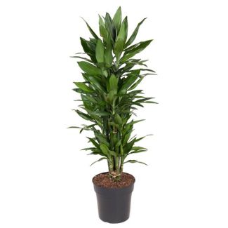 Onderhoudsvriendelijke Dracaena Janet Lind - 110 cm: Breng Groen en Stijl in Elk Interieur