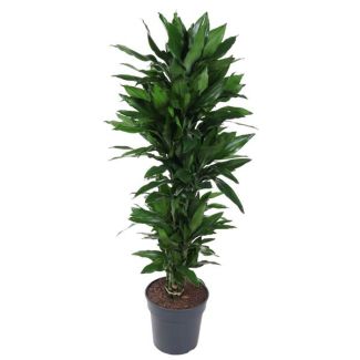 Dracaena Janet Lind - 150 cm - Stijlvolle Binnenplant met Diepgroene Bladeren