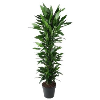 Luxe Dracaena Janet Lind vertakt - 170 cm - Ideaal voor Gezonde Binnenlucht