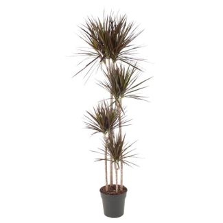 Slanke kamerplant Dracaena Magenta met opvallende magenta-roze randen, 180 cm - ø27