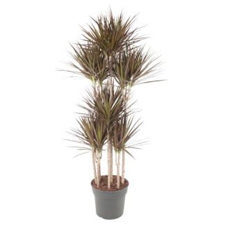 Dracaena Magenta Carrousel - 180 cm - Ø34 cm - Verfijnde Magenta Drakenplant voor Interieur