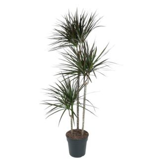 Dracaena Magenta - Luxe Kamerplant 150 cm Ø24 - Magenta Drakenplant met Elegante Bladeren