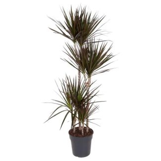 Dracaena Magenta - 150 cm - Opvallende Kamerplant met Magenta-Randen en Onderhoudsarme Zorg