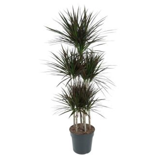 Dracaena Magenta Carrousel - 150 cm Hoog - Elegante Plant met Magenta Accenten voor Thuisdecoratie