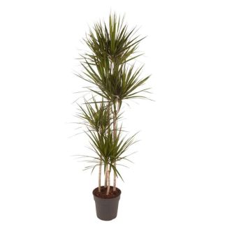 Rode Rand Drakenbloedboom, kamerplant met rode randen, 160 cm - ø27 cm