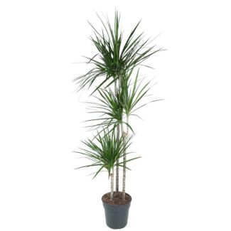 Dracaena Marginata 160 cm - Sierlijke Rode Rand Plant Binnen