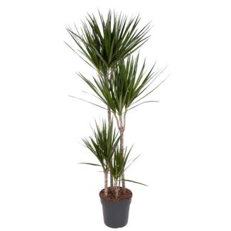 Groene Kamerplant met Rode Randen 160 cm - Dracaena Marginata ø27 cm