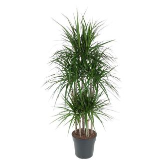 Dracaena Marginata Carrousel - 160 cm | Robuuste Luchtzuiverende Plant