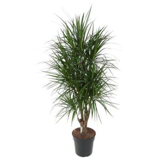 Dracaena Marginata vertakt - 140 cm - ø31 - Kamerplant met smalle groene bladeren en rode randen