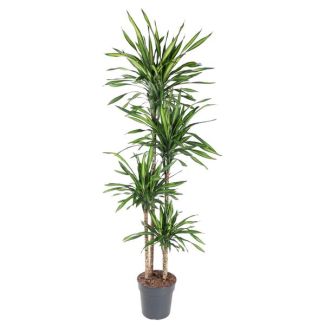 Riki Drakenplant | Dracaena Riki binnen - 180 cm - ø27 cm