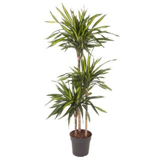 Dracaena Riki Kamerplant - 140 cm - Perfect voor Binnenruimtes