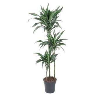 Ulises Drakenplant binnen | 1.5 meter hoge kamerplant Dracaena Ulises - ø24 cm