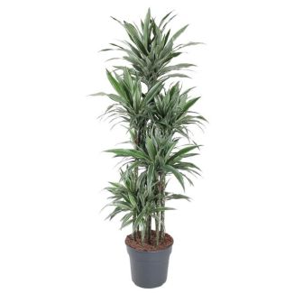 Dracaena Warneckei Carrousel - 180 cm - Gemakkelijk Te Onderhouden Plant